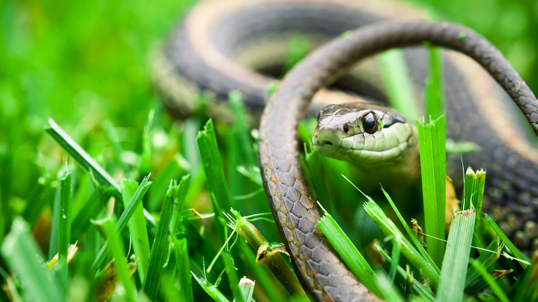 A garter snake hides in a green freshly-cut lawn.