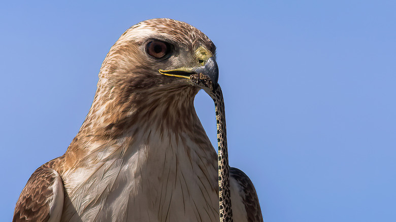 An adult red tailed hawk holds a snake in its beak.
