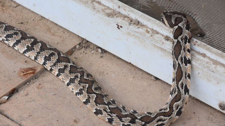 A rattlesnake enters a house through a hole in a screen door.