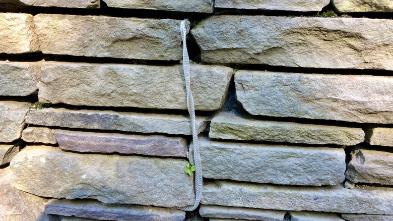 A shed garter snake skin hangs out of a stacked stone wall.