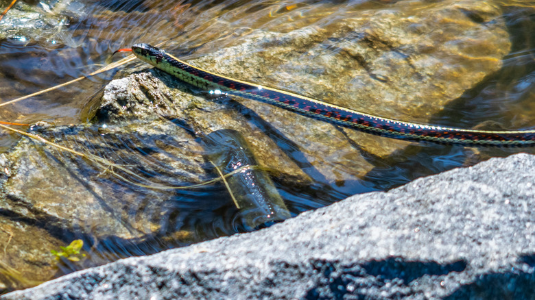 A garter snake swims in rocky, shallow water.