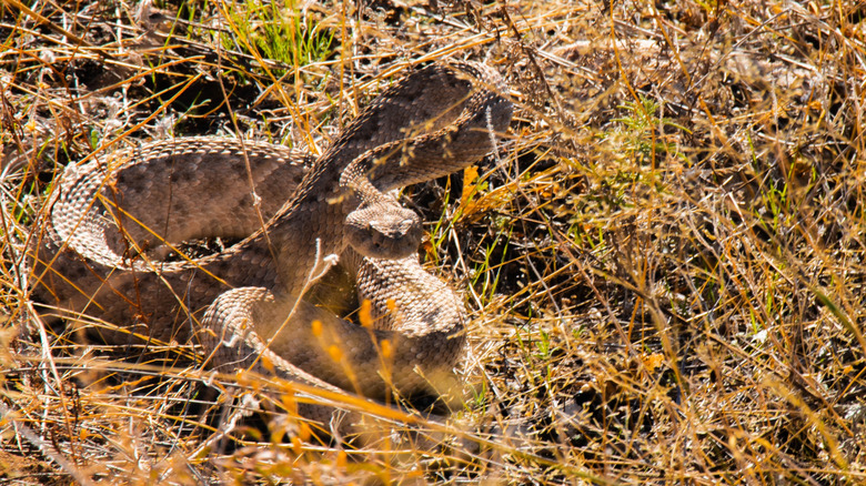 A western diamondback rattlesnake is coiled in dry brush and long grass.