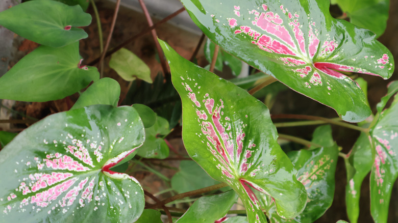 Green and pink gladiolus leaves in a garden bed.
