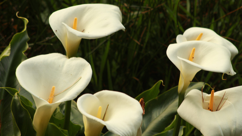 Six white and yellow calla lilies in bloom.
