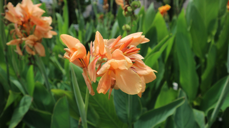 Light orange canna flowers in bloom with green foliage