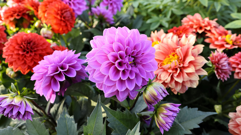 Purple, red, and pink dahlias in bloom surrounded by green foliage