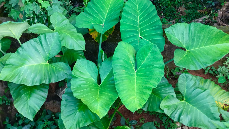 Green elephant's ear plant surrounded by ground covers.