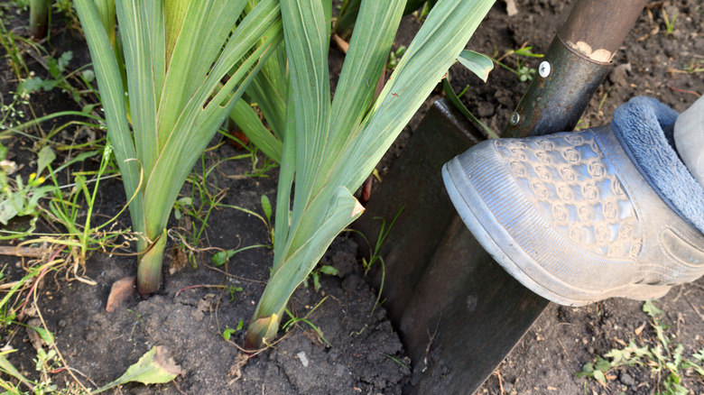 A gardener's boot and shovel digging up gladiolus bulbs