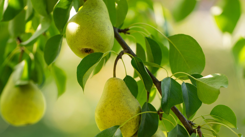 Light green 'Bartlett' pears grow in a tree.