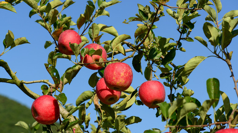 Apples grow in a tree.