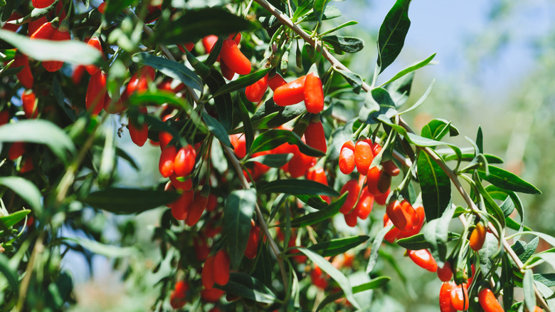 Goji berries grow in the sun.
