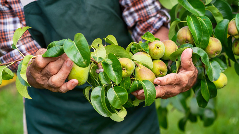 8 Fast-Growing Fruit Trees You Should Plant In March