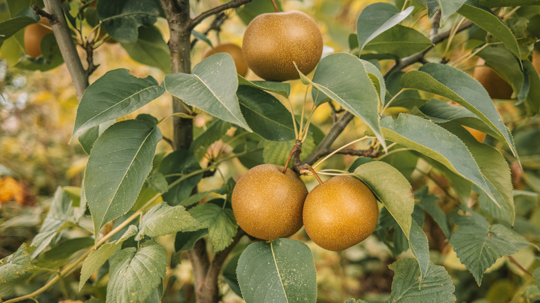Close up of Asian pears growing on a tree branch.