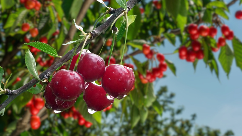 'Bing' cherries hang from a branch.