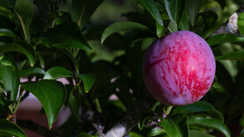 A close up of a plum growing on a tree limb.