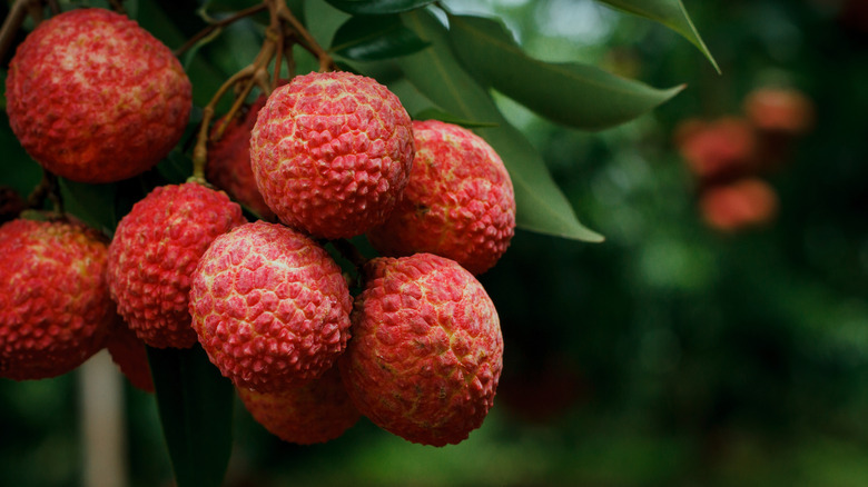 Cluster of lychee fruit grow on a branch.