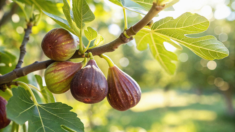 Fig trees grow in the sun.