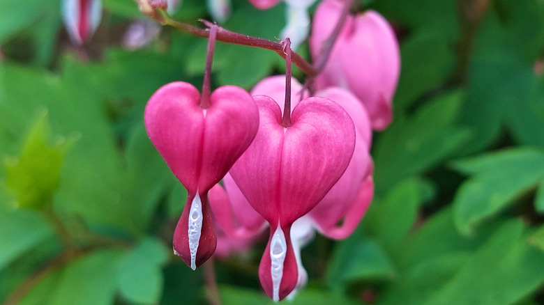 Heart shaped blooms are shown in close-up.