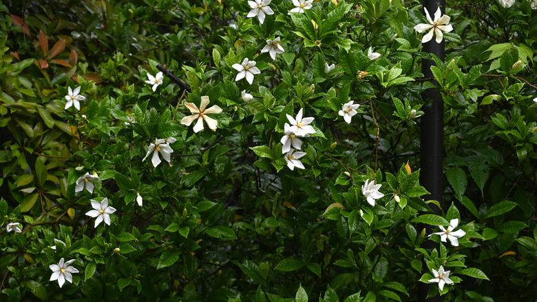 White blooms dot a cape jasmine shrub.