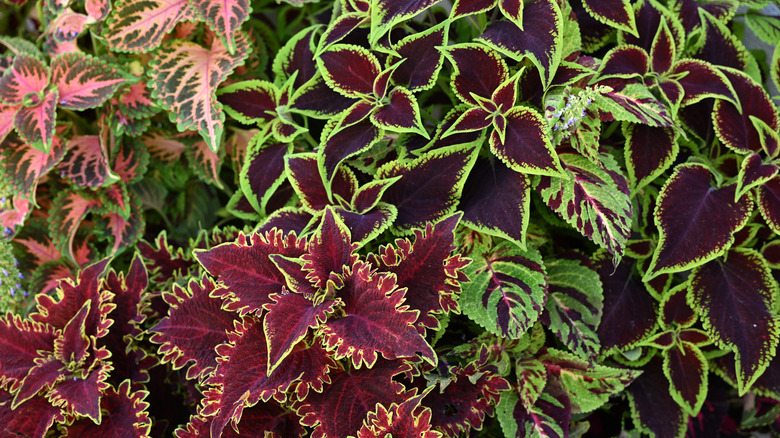 A variety of coleus plants have colorful variegated leaves.