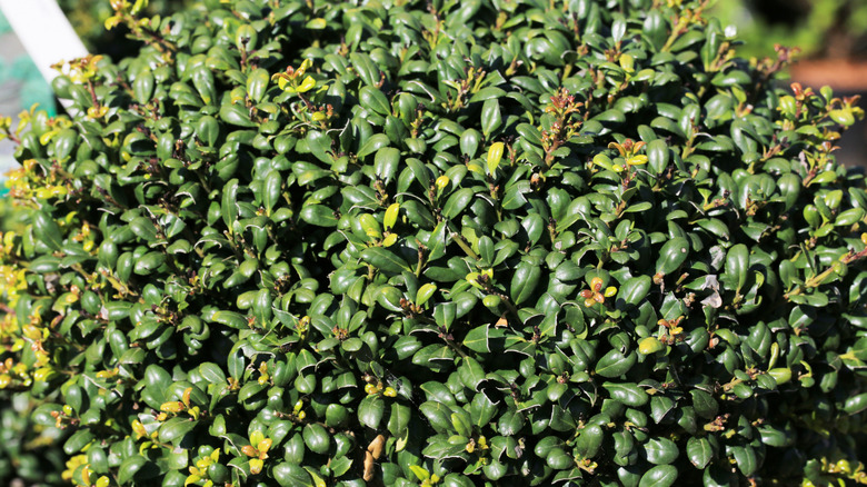 Shiny holly leaves are shown in close-up.