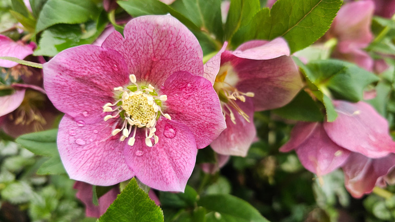 A hellebore blooms with bright pink flowers.