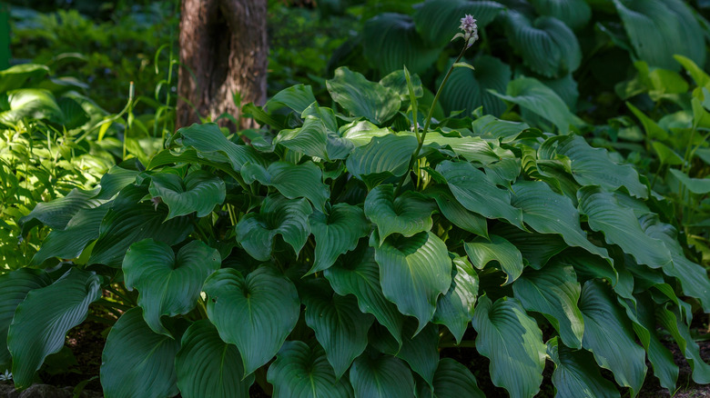 A hosta grows in a shady spot and boasts deep green leaves.