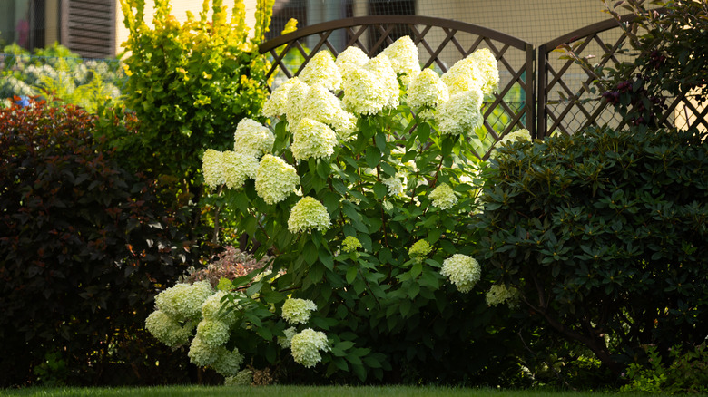 Hydrangeas and other shrubs thrive by a fence.