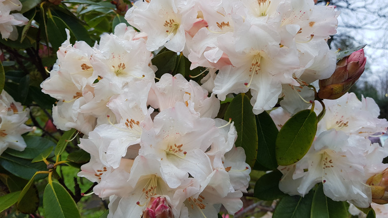 A rhododendron blooms with white flowers.
