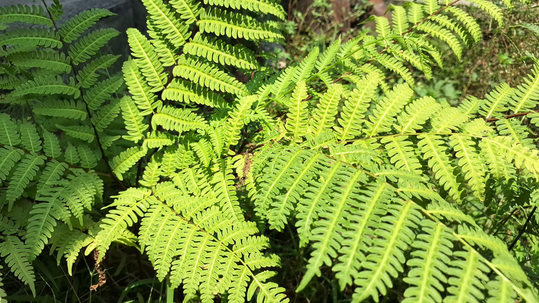 A sensitive fern boasts delicate yellowish-green leaves.