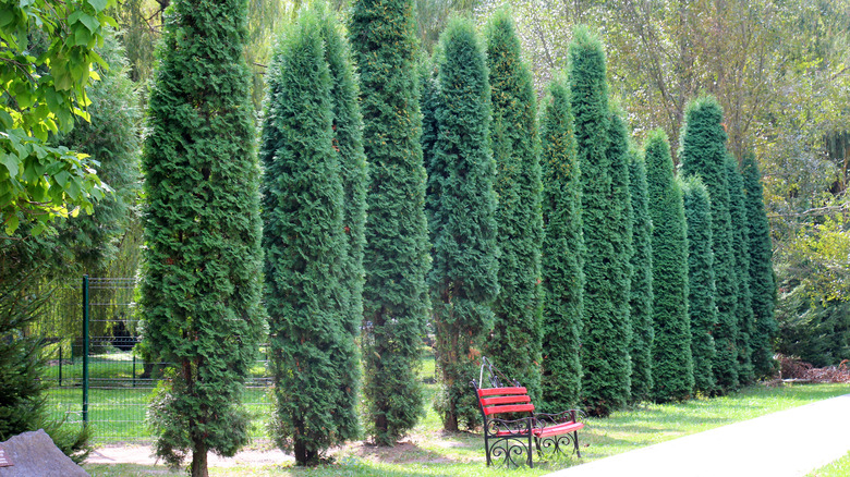 A row of arborvitae line a path.
