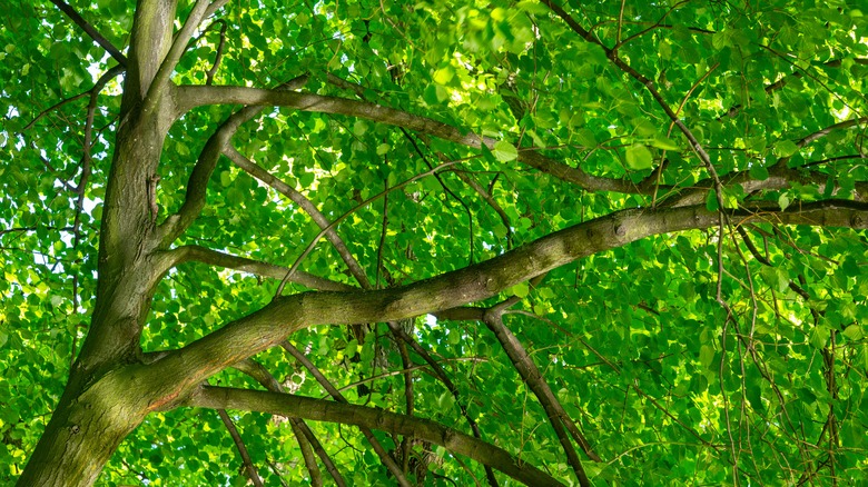 An Flordia elm's branches and leaves are shown from underneath.