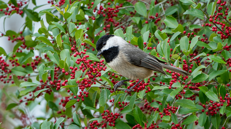A chickadee perches in an American holly tree.