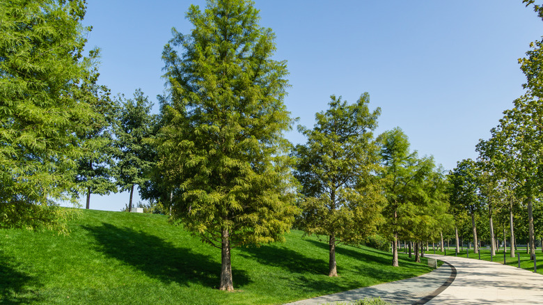 Bald cypress trees line a path.