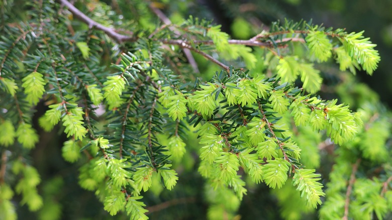 Young Canadian hemlock needles are a yellow-ish green.