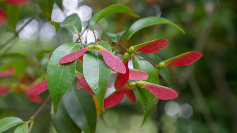 The leaves and seeds of an evergreen maple are shown close-up.