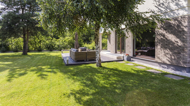 Shady yard and a birch tree sitting in front of a gold-bricked house and patio with patio furniture