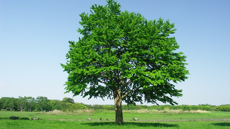 A katsura tree provides shade and beauty.