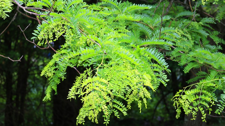 The branches and leaves of a thornless honeylocust cast dappled shade.