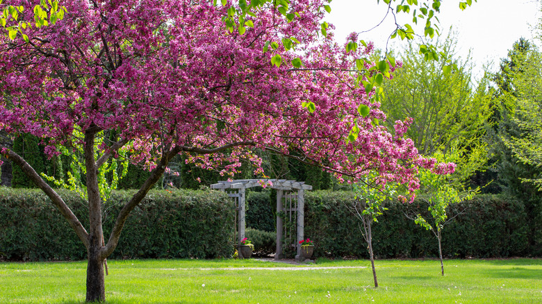 A crabapple blooms with pink flowers.