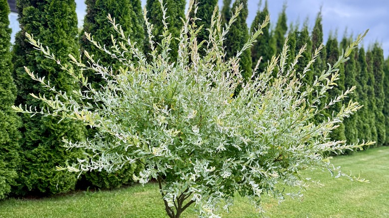 A dappled willow grows in front of a line of evergreen trees.