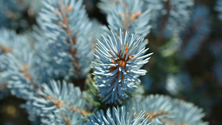 The silvery blue needles of a dwarf spruce are shown in a close-up.