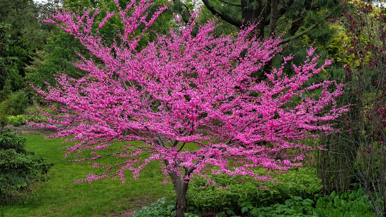 An Eastern redbud blooms with pink flowers.