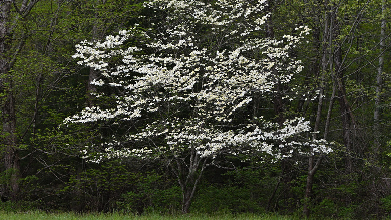 A flowering dogwood tree blooms with white flowers.