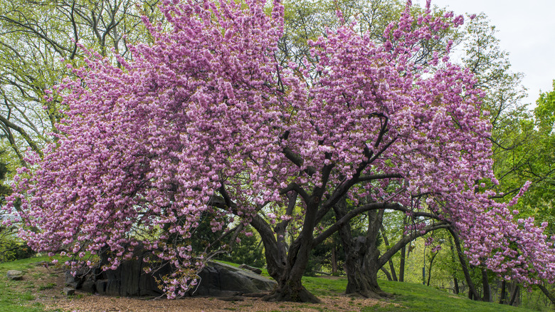 A flowering cherry tree blooms with pink flowers.