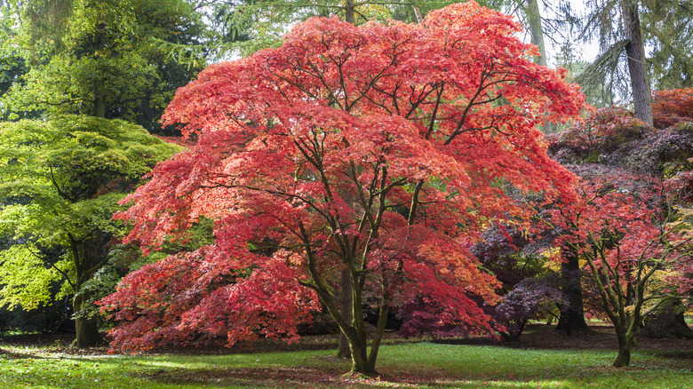A Japanese maple tree boasts layers of bright red leaves.