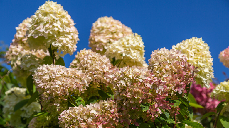 A 'Limelight' hydrangea has cream and pink blooms.