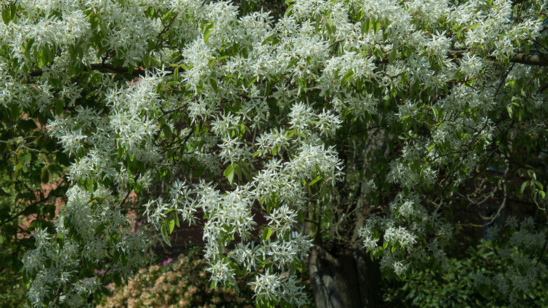 A serviceberry tree blooming with white flowers