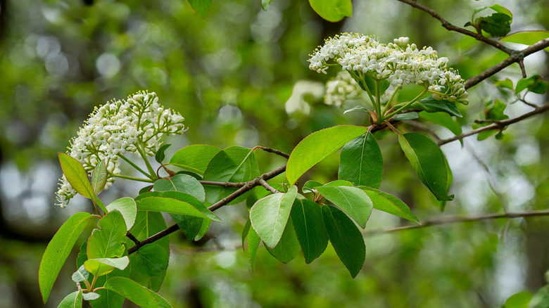 White blackhaw blossoms on a branch with green leaves