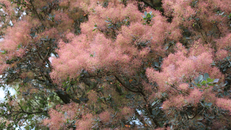 Pink fluffy common smoketree flowers against green foliage